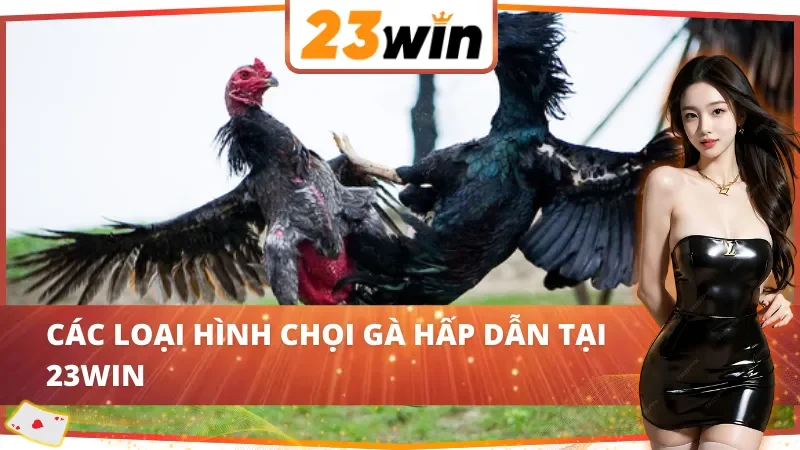 Đá Gà 23Win - Thiên Đường Giải Trí Số Một Cho Kê Thủ Năm 2025 4 Những sản phẩm đá gà nổi bật tại 23Win