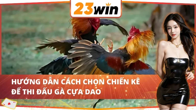 Đá Gà Cựa Dao 23WIN Với Vô Vàn Trận Chiến Chọi Gà Nảy Lửa 5 Cách chọn chiến kê Đá Gà Cựa Dao 23WIN