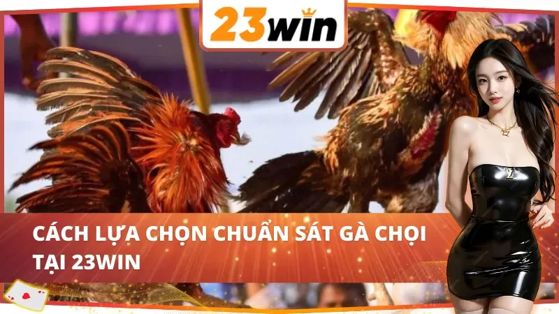 Đá Gà Cựa Sắt 23Win - Hình Thức Cá Cược Ăn Khách Bậc Nhất 5 Bí kíp chọn gà của các cao thủ trong đá gà cựa sắt