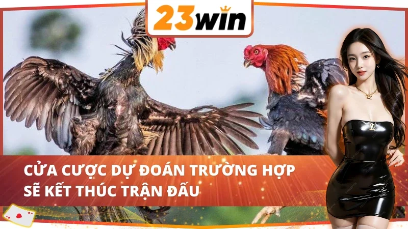 Đá Gà Philippines 23WIN - Với Những Trận Chiến Từ Chiến Kê 6 Đá Gà Philippines 23WIN với cửa cược kết thúc trận