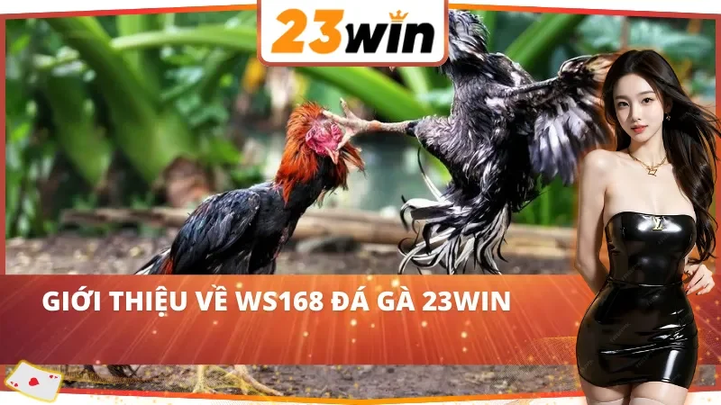 WS168 Đá Gà 23WIN – Trường Gà Sôi Động Cho Cược Thủ Đam Mê 2 Thông tin chung về WS168 Đá Gà 23WIN