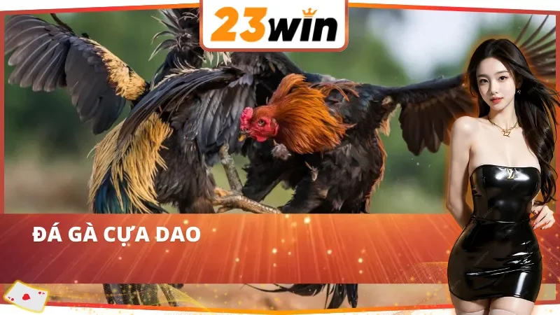 WS168 Đá Gà 23WIN – Trường Gà Sôi Động Cho Cược Thủ Đam Mê 4 Đá gà cựa dao kịch tính tại WS168 Đá Gà 23WIN