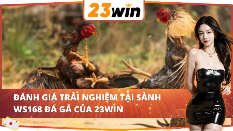 WS168 Đá Gà 23WIN – Trường Gà Sôi Động Cho Cược Thủ Đam Mê 5 Trải nghiệm bùng nổ cùng WS168 Đá Gà 23WIN